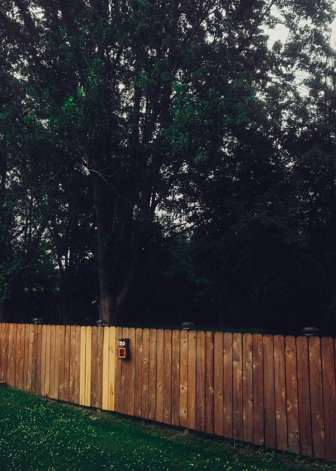 Wood fence with tall trees in backyard